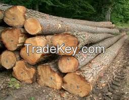 spruce, pine, beech, eucalytus, birch wood, lumber, sqaure logs