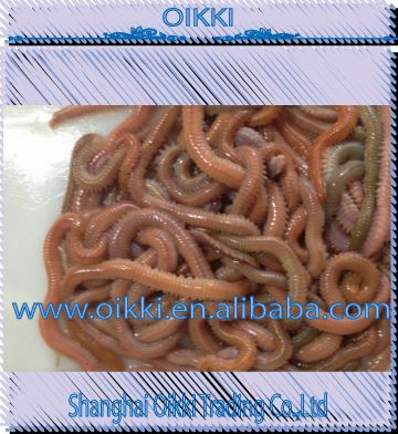 High quality Living lugworms, living bait, live marine worm, live ragworm