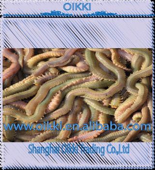 Best fishing lure-living lugworm supplied by Shanghai Oikki Trading Co., Ltd