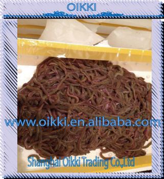 Living lugworms, living bait, live marine worm, Best choice for sea fishing