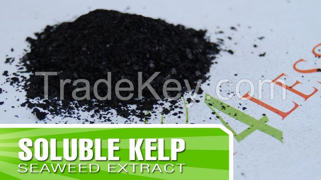 Soluble Sea Kelp Powder , Liquid Sea Kelp Concentrate