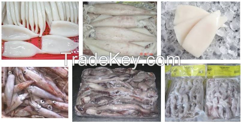 illex squid , loligo  squid, Frozen Boiled Gaint Squid Fillet, squid strip, GIANT FROZEN SQUID HEAD , Giant squid necks , frozen squid tube , dried sliced squid, Cut Poulp Squid, Giant squid wings, frozen argentinus illex squid, Giant squid tentacle