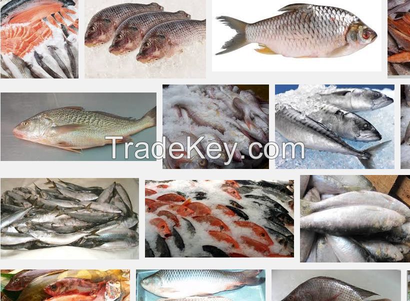 queenfish, fish, fish, salmon, tuna, mackerel, tilapia