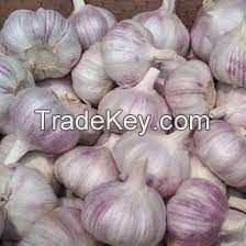galic fresh garlic wholesale