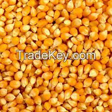 Dried Yellow Corn For Animal Feed