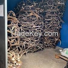 Red Deer Antlers for Sale