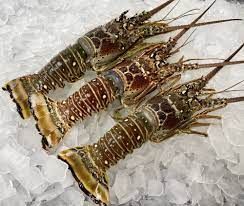 Caribbean spiny lobsters