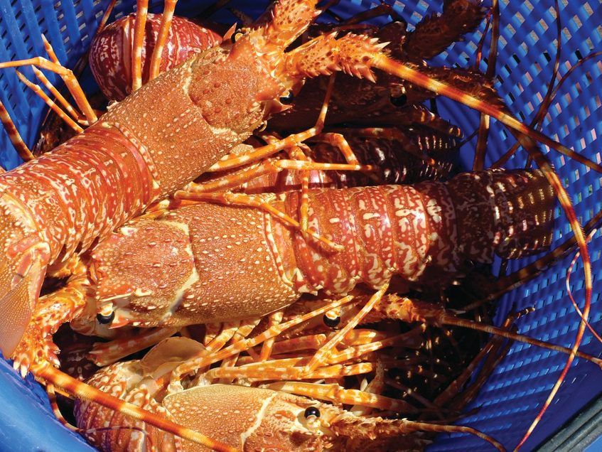 Cape Rock Lobster