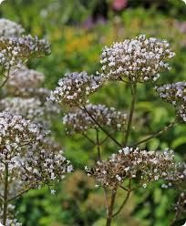 Valerian Root extract(Valerenic acid) caps