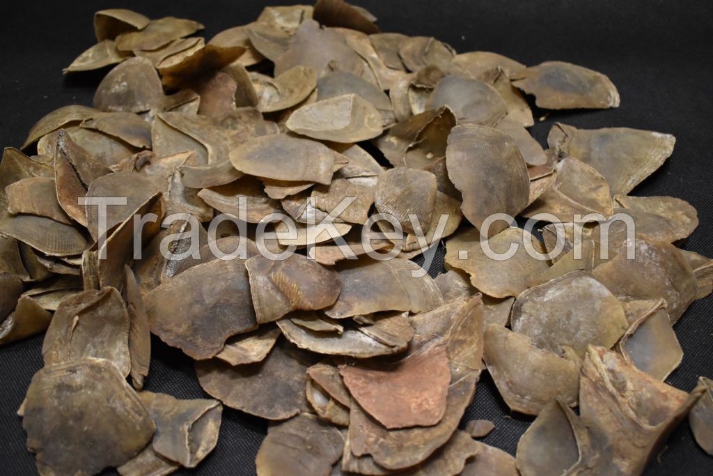 PANGOLIN SCALES