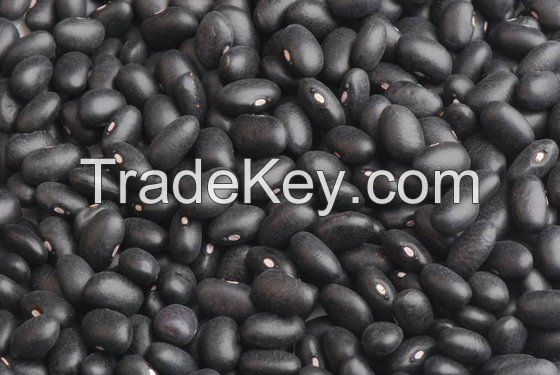 Black, White and Red Kidney Beans