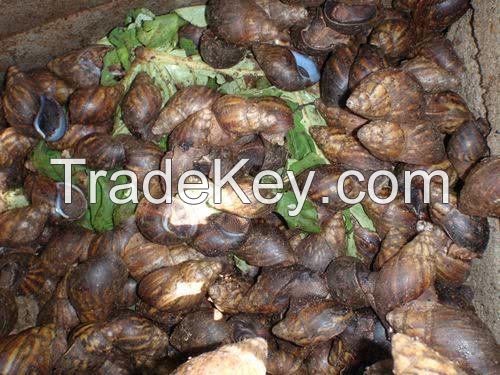 Fresh frozen new moon snail live snails