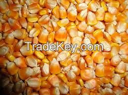 YELLOW CORN