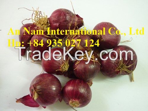 Red Onion - whatsApp: +84935 027 124