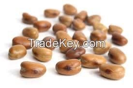 broad  beans