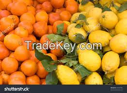 lemon fruits