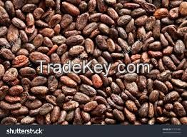 cocoa beans