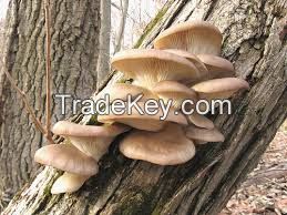 oyster mushrooms