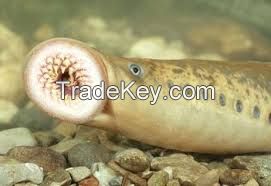 Lamprey