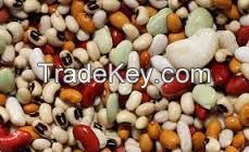 hydrid  seeds