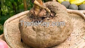 Elephant foot yam