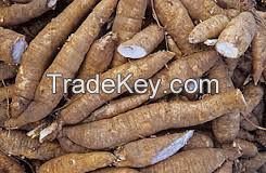 cassava