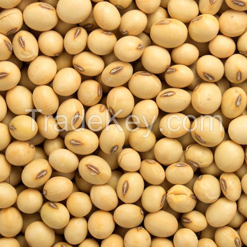 Organic Soybeans Non GMO