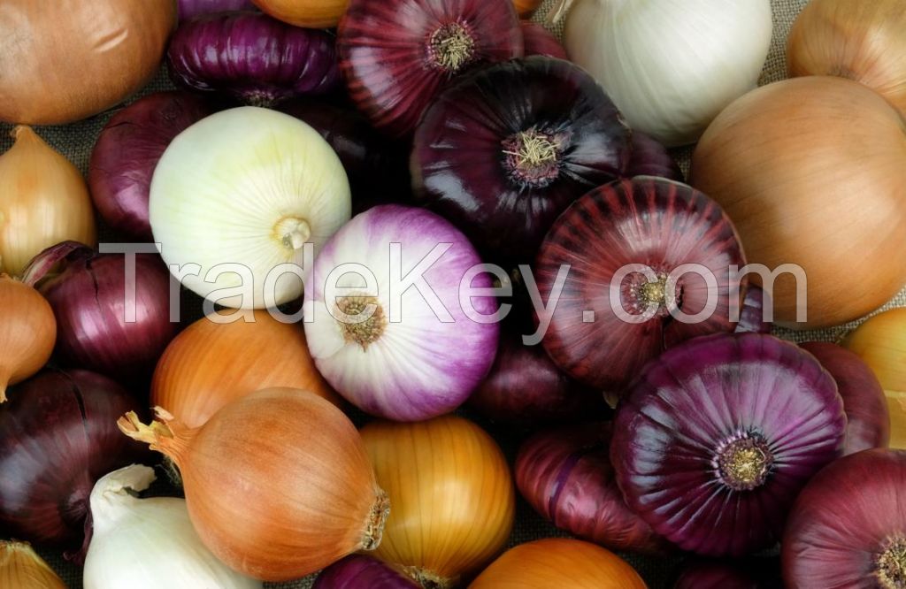 Sell Excellent quality Fresh Onions 'A' Grade quality