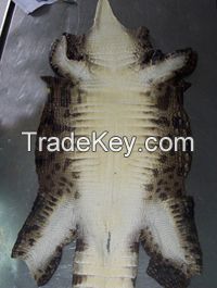 SALTED CROCODILE SKINS