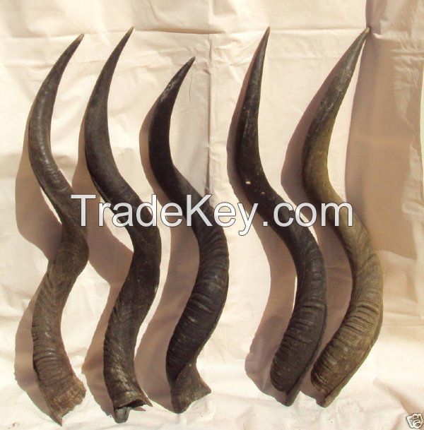 Raw cow horn, Wholesale Female Springbok Horns, Ram Horns, Sheep Horns, Kudu horns