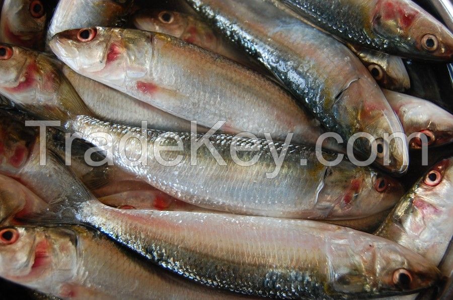 frozen sadine fish