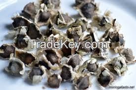 Moringa seeds