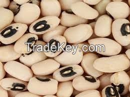 Cowpea