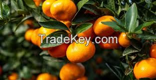 Sweet Juicy Seedless Mandarin