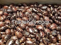 Castor Seeds