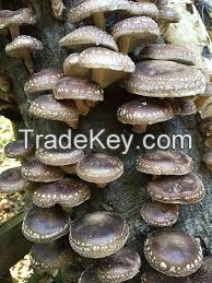 shiitake mushrooms