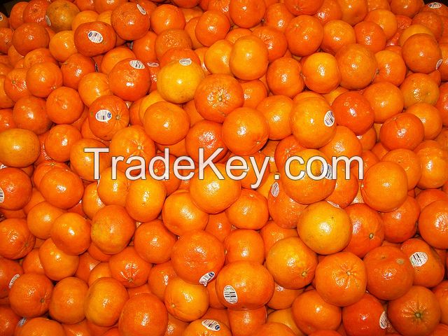 fresh navel orange