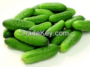 pickled cucumber/ gherkins
