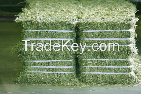 Premium Alfalfa Hay bales Grade A for exports