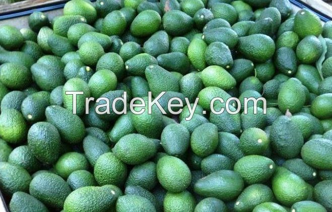 Fresh Avocados for exports