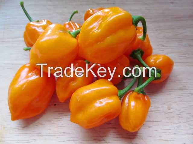 habanero peppers and red chillies for sale