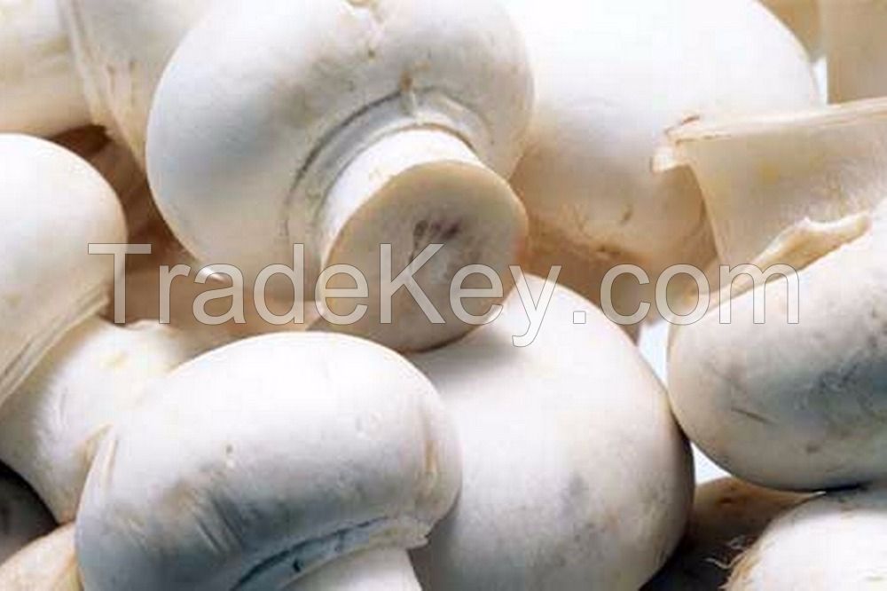CANNED MUSHROOMS PIECES 400G CAN FOOD