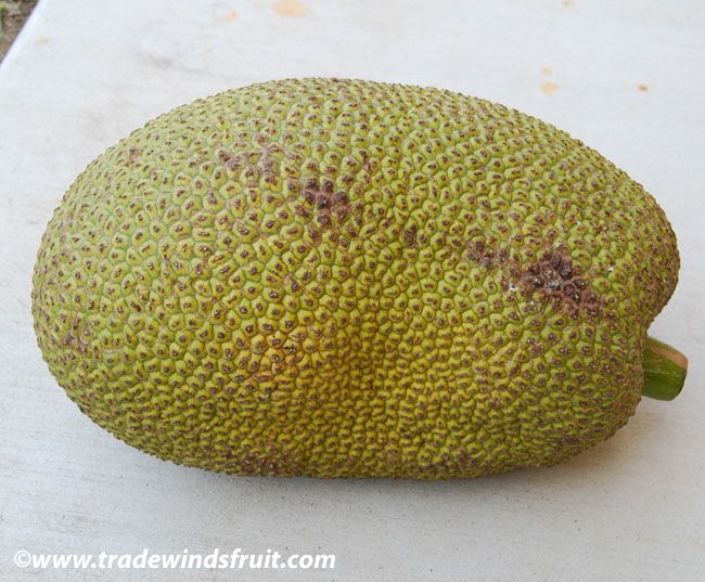 Jack Fruit