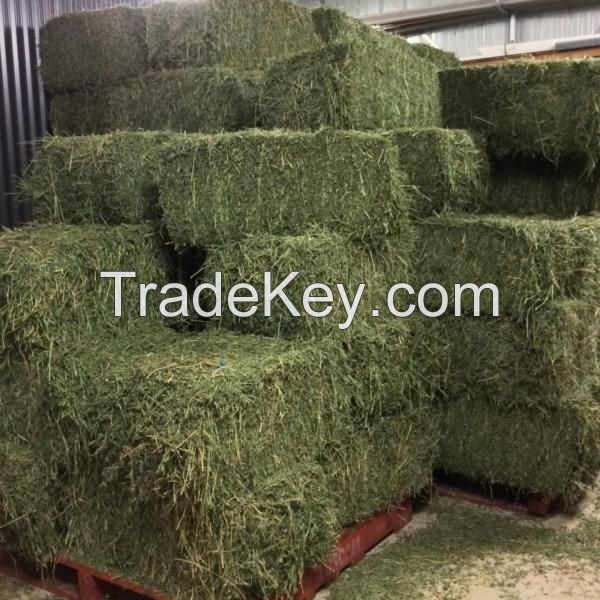 Quality Alfalfa Hay & Lucerne Hay for Sale