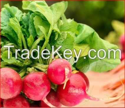 Hot Sale: Fresh Radish