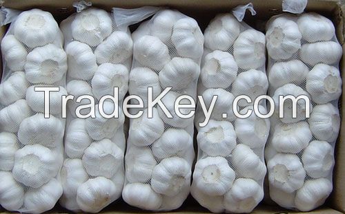 Normal White Garlic for sell