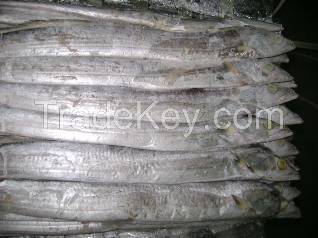 Wholesale Low Price High Quality Frozen Ribbon Fish