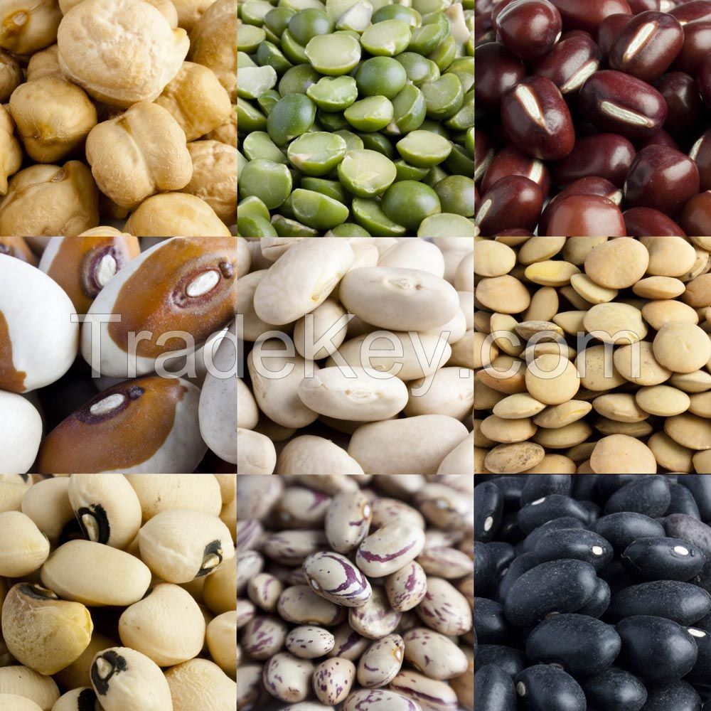 Beans - Flat beans - Green mung beans - Red kidney beans