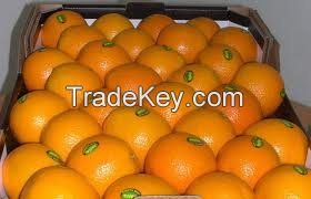 Navel, Valencia, Citrus fruit, Fresh orange Exporters, Supplier