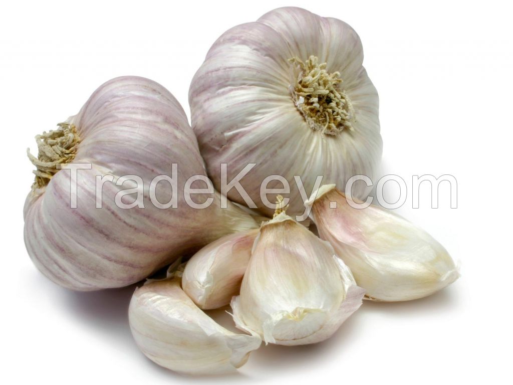 Fresh Garlic, Frozen Garlic, Dehydrated Garlic, Powder Garlic Suppliers